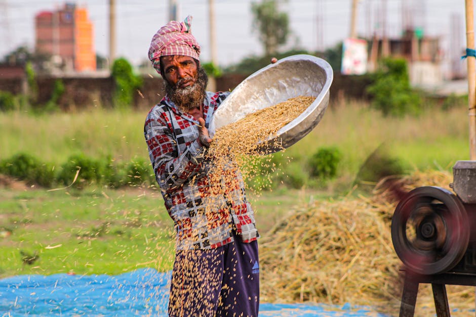 An elderly South Asian farmer threshing grains in Dhaka fields, Bangladesh.